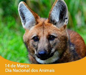 dias dos animais_logo guara