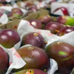 PREJUÍZO DO AGRO COM O TARIFAÇO
