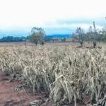 R$ 12 BI PARA QUITAR DÍVIDAS R$ 12 BI PARA QUITAR DÍVIDAS