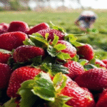 COMEÇA A FESTA DO MORANGO COMEÇA A FESTA DO MORANGO