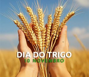dia do trigo_10 novembro