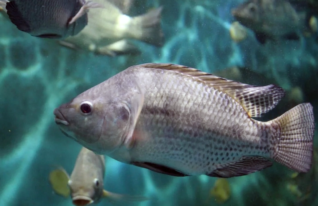 A POLÊMICA DA TILÁPIA