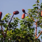 PLANTAS MEDICINAIS AMEAÇADAS PLANTAS MEDICINAIS AMEAÇADAS