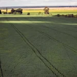 MAIS UMA SAFRA RECORDE