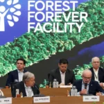 FUNDO DA FLORESTA EM PÉ FUNDO DA FLORESTA EM PÉ