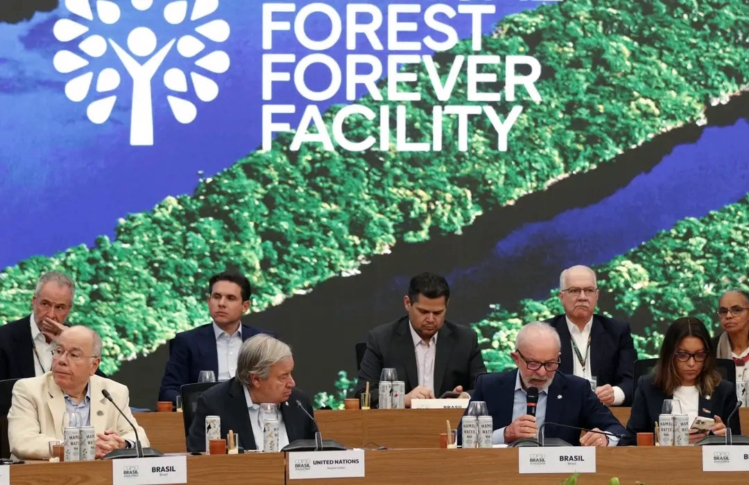 FUNDO DA FLORESTA EM PÉ