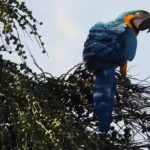 DF ABRAÇA A ARARA-CANINDÉ