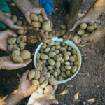 AGROECO AVANÇA NO CERRADO AGROECO AVANÇA NO CERRADO