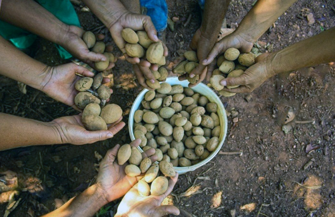 AGROECO AVANÇA NO CERRADO