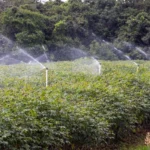 A EMBRAPA E O CERRADO