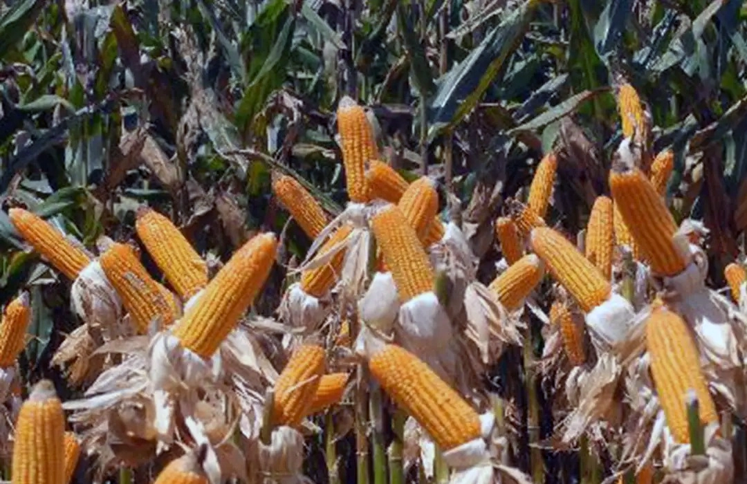 A BOA COLHEITA DO DF EM 2025