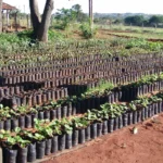 DIA DE PLANTAR DIA DE PLANTAR