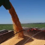 IMPACTOS DO VERÃO NA SAFRA