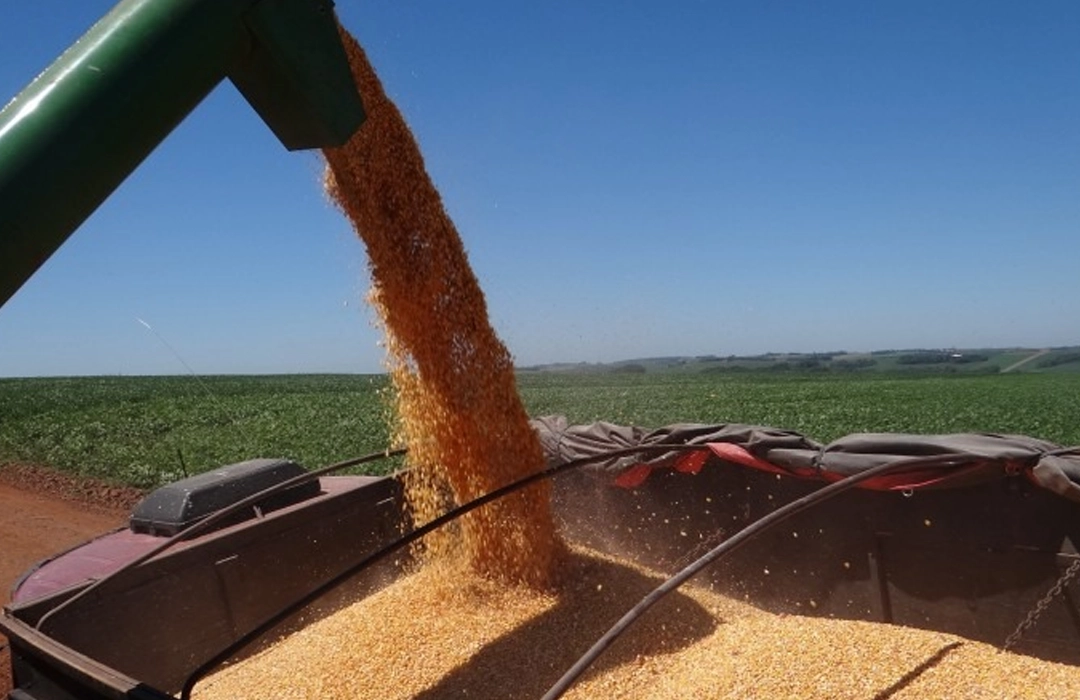 IMPACTOS DO VERÃO NA SAFRA