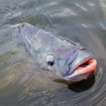 TILÁPIA VENCE BATALHA TILÁPIA VENCE BATALHA