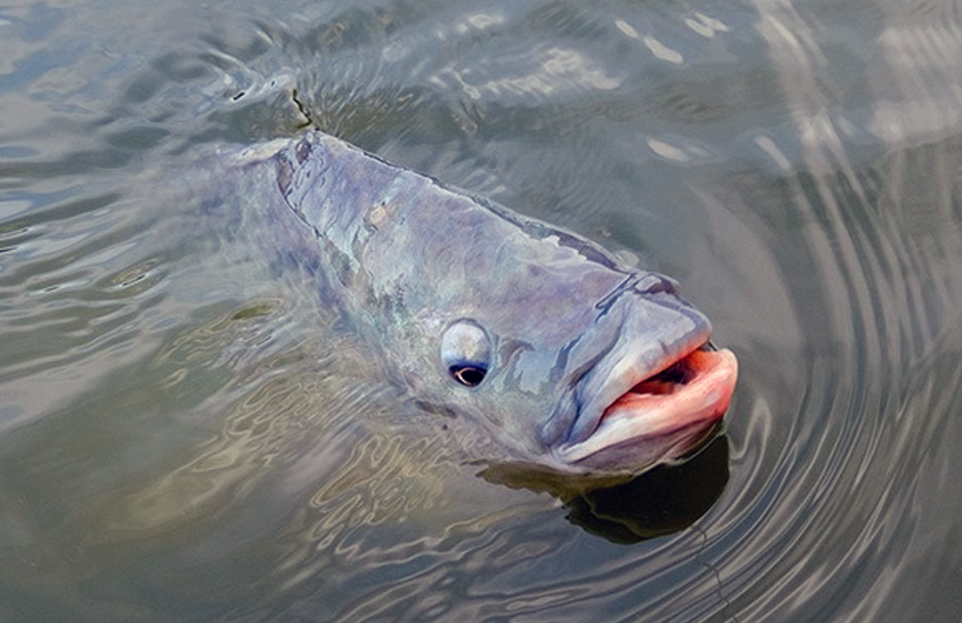 TILÁPIA VENCE BATALHA