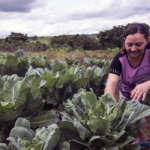 RENDA NO CAMPO AUMENTA