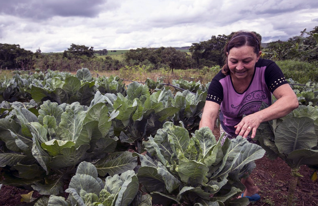 RENDA NO CAMPO AUMENTA