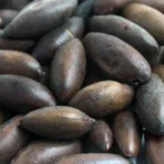 BRASIL AVANÇA NA ÁSIA