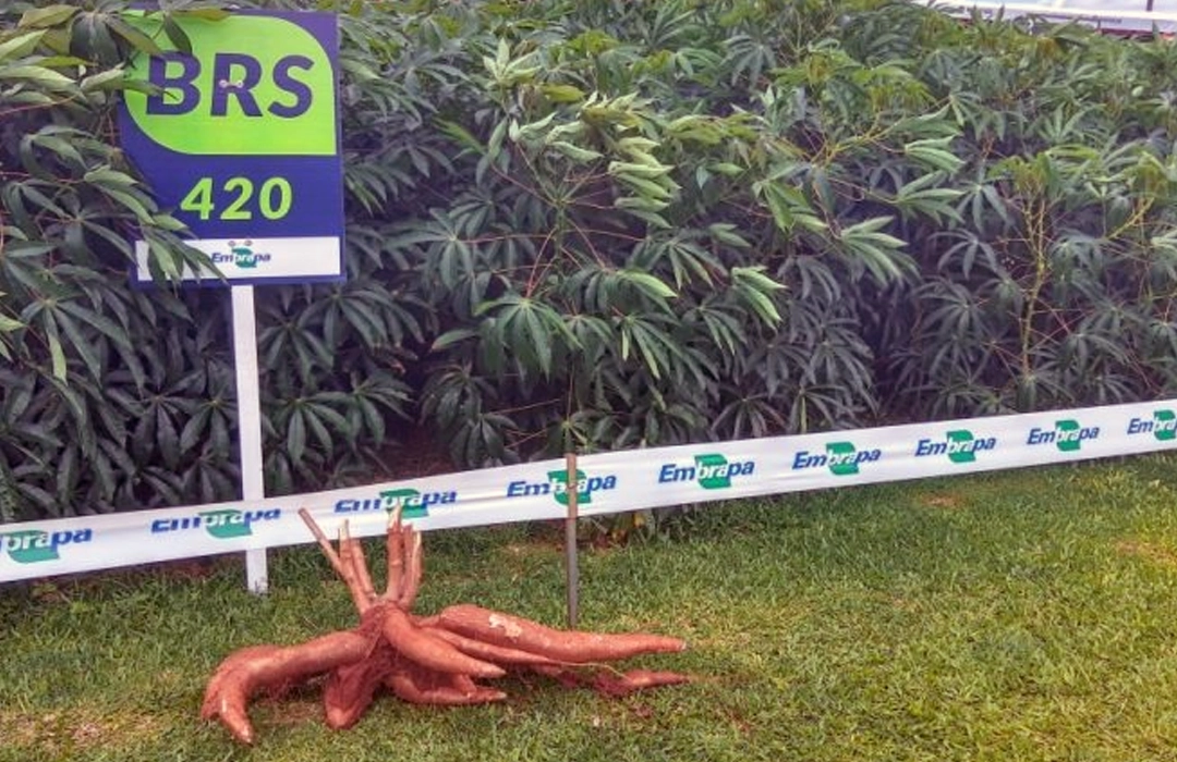 MUDAS DE MANDIOCA DA EMBRAPA