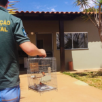 FISCALIZAÇÃO GANHA FORÇA NO DF