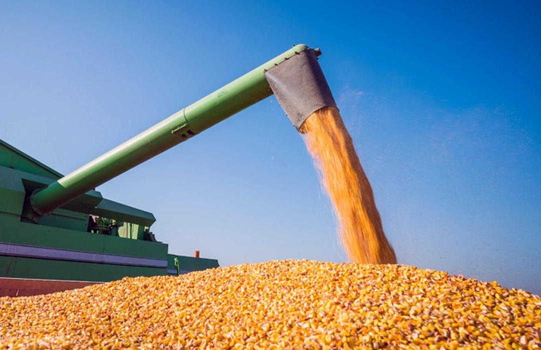 GRÃOS RECUAM, MAS CRESCEM