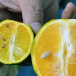 COMBATE A PRAGAS É REFORÇADO