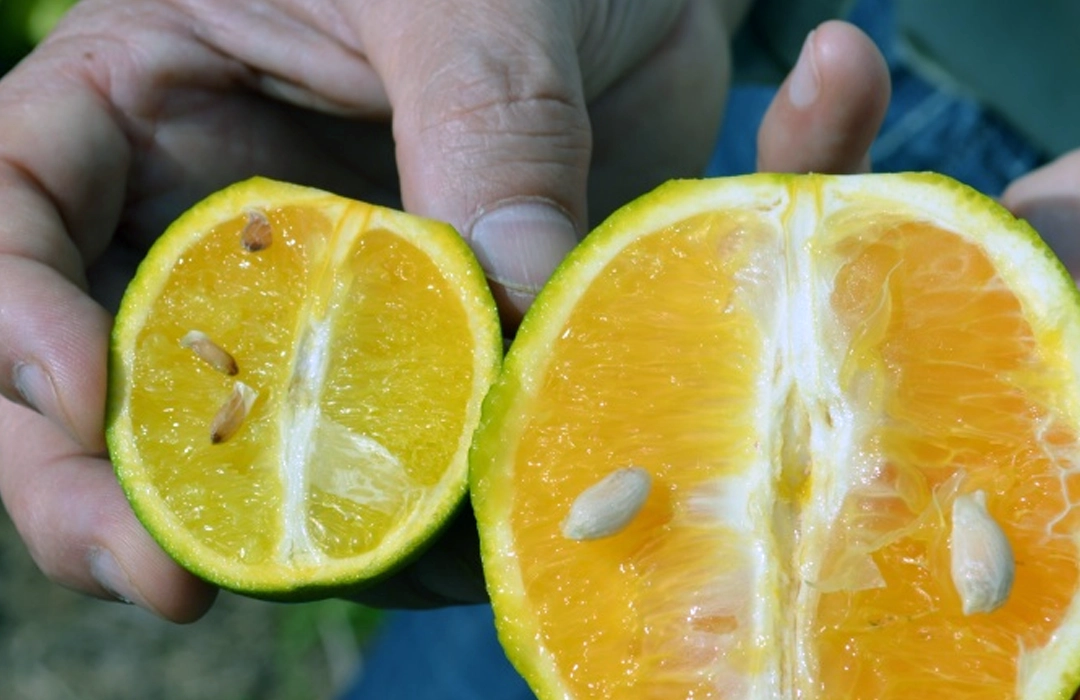 COMBATE A PRAGAS É REFORÇADO