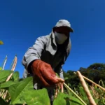 MAIS EMPREGOS RURAIS EM GOIÁS