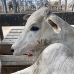 AVANÇA COMBATE À BRUCELOSE