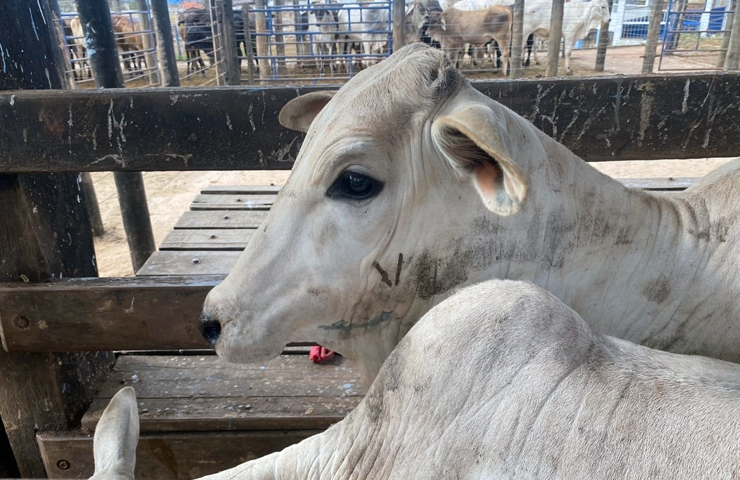 AVANÇA COMBATE À BRUCELOSE