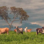 GOIÁS PERDOA MULTAS