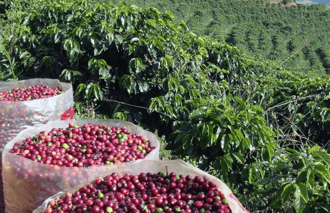 CAFÉ GOIANO VALORIZADO