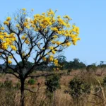 CERRADO ESTOCA MAIS CARBONO