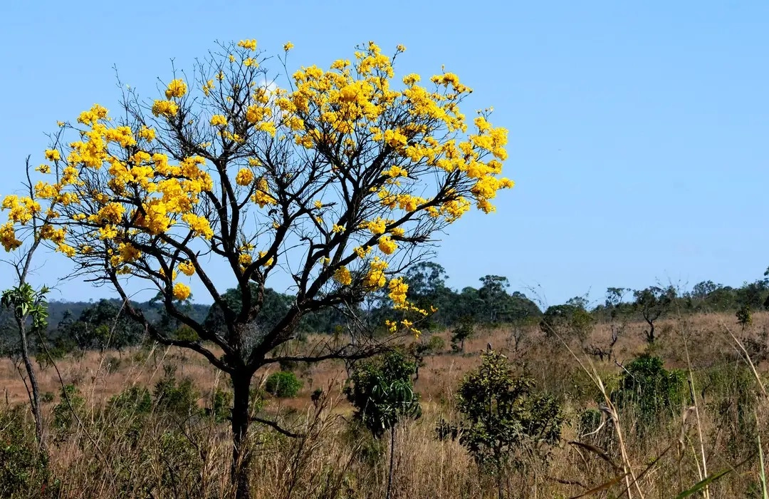 CERRADO ESTOCA MAIS CARBONO