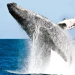 COP15 SERÁ NO PANTANAL