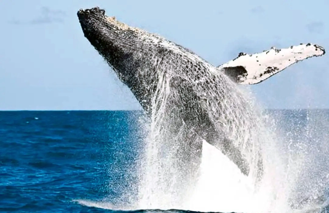 COP15 SERÁ NO PANTANAL