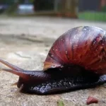 O PERIGO DO CARACOL AFRICANO