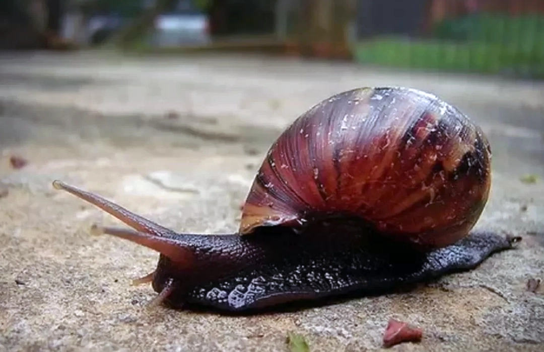 O PERIGO DO CARACOL AFRICANO