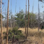ABANDONO DE TERRAS EM MINAS