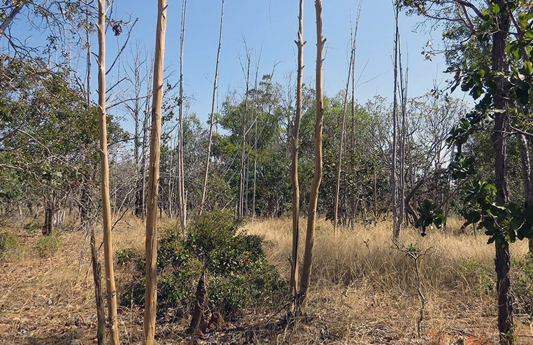 ABANDONO DE TERRAS EM MINAS