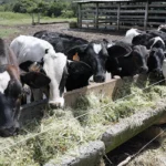 CAI JUROS PARA COOPERATIVAS CAI JUROS PARA COOPERATIVAS