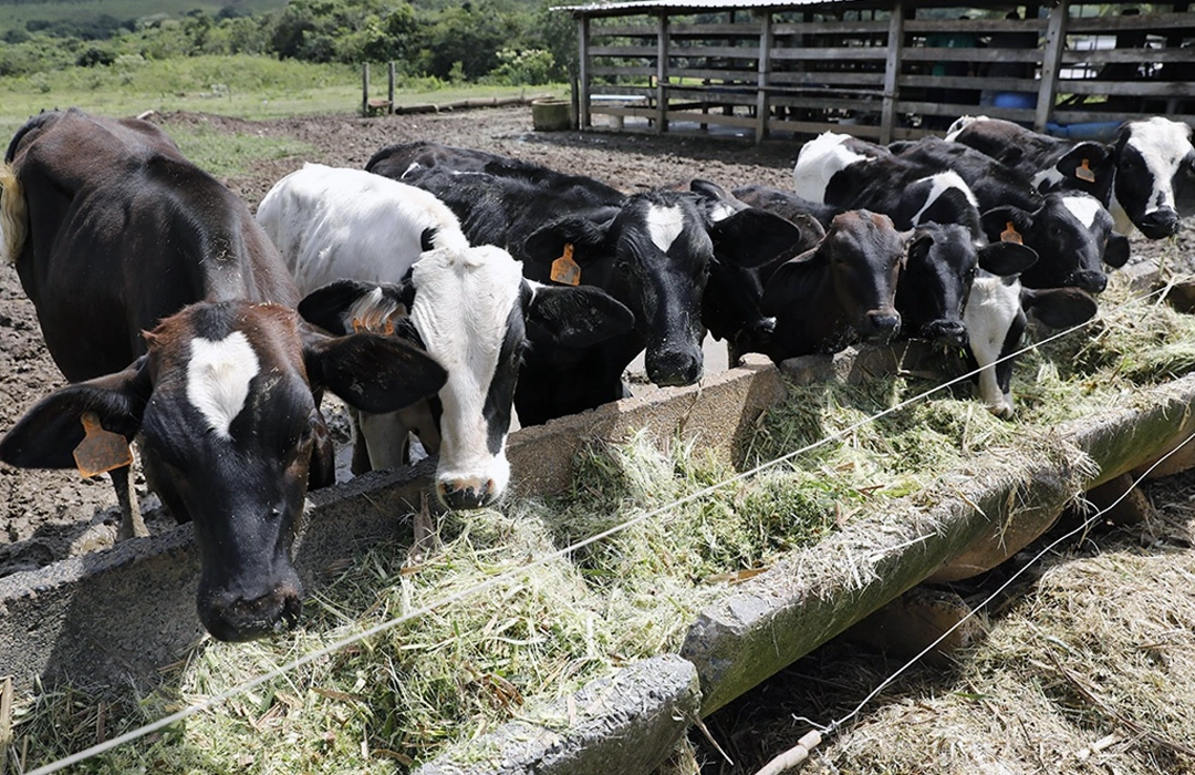 CAI JUROS PARA COOPERATIVAS
