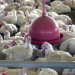 DF: BALANÇA COMERCIAL CRESCE 6% DF: BALANÇA COMERCIAL CRESCE 6%