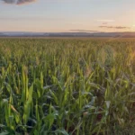 AGROPECUÁRIA PUXA O PIB AGROPECUÁRIA PUXA O PIB