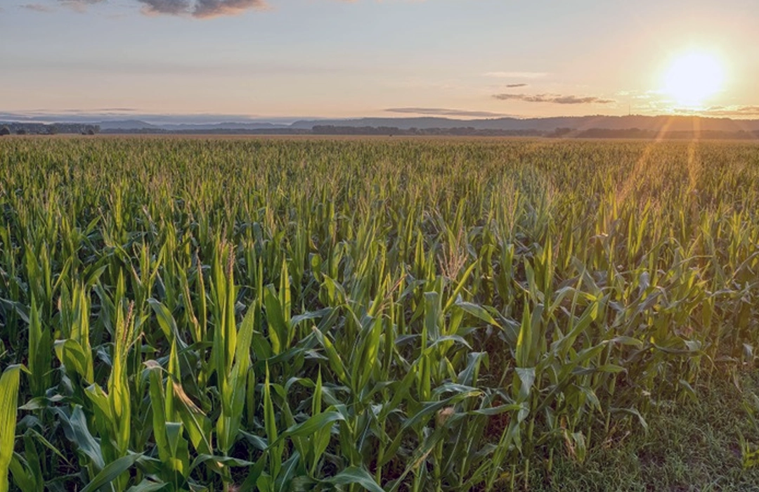 AGROPECUÁRIA PUXA O PIB
