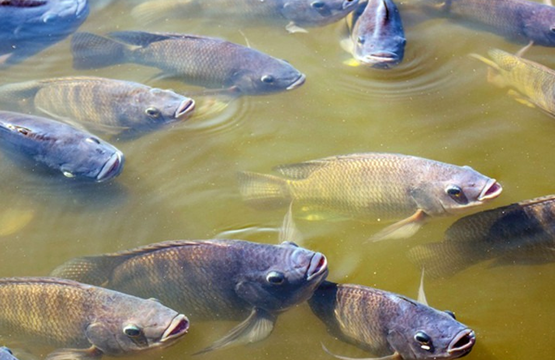 PROJETO PROÍBE IMPORTAR TILÁPIA