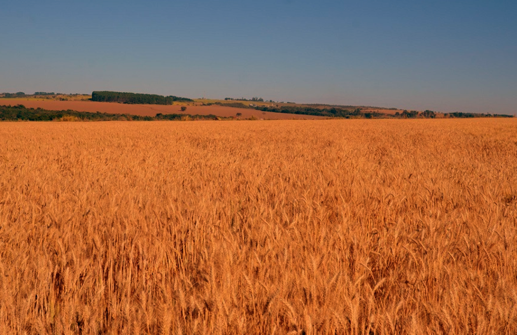 Trigo safrinha pode ser cultivado logo após a colheita da soja e sem irrigação – Foto: Breno Lobato