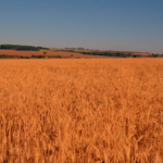HORA DE PLANTAR TRIGO SAFRINHA