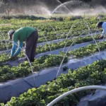 MAPA PAGA O GARANTIA-SAFRA